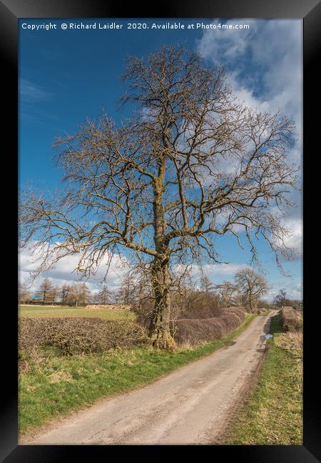 Lone Ash Silhouette in Early Spring Framed Print by Richard Laidler