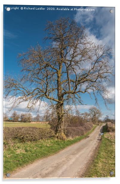 Lone Ash Silhouette in Early Spring Acrylic by Richard Laidler