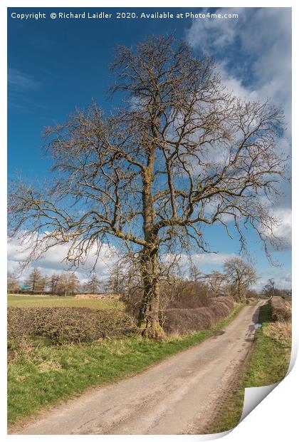 Lone Ash Silhouette in Early Spring Print by Richard Laidler