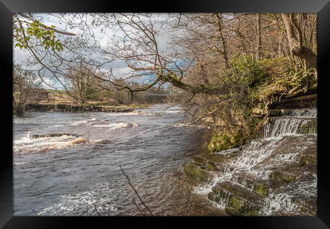 Wholton Beck meets the River Tees Framed Print by Richard Laidler