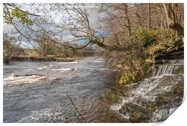 Wholton Beck meets the River Tees Print by Richard Laidler