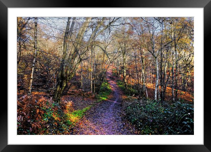 Epping Forest Up and Down Trail Framed Mounted Print by Diana Mower