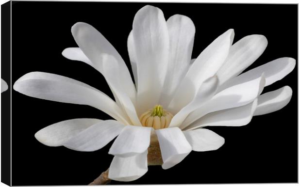 Magnolia Flower Canvas Print by Jonathan Thirkell