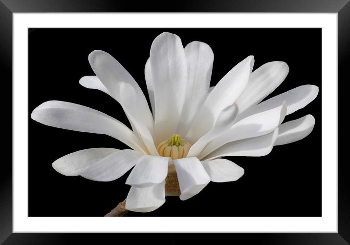 Magnolia Flower Framed Mounted Print by Jonathan Thirkell