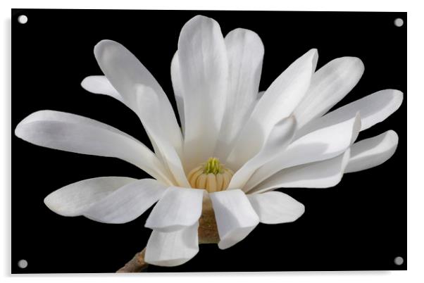 Magnolia Flower Acrylic by Jonathan Thirkell