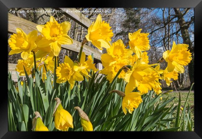 Spring Cheer - Daffodils Framed Print by Richard Laidler