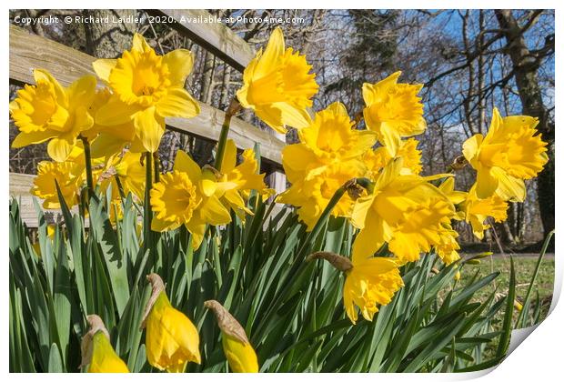 Spring Cheer - Daffodils Print by Richard Laidler