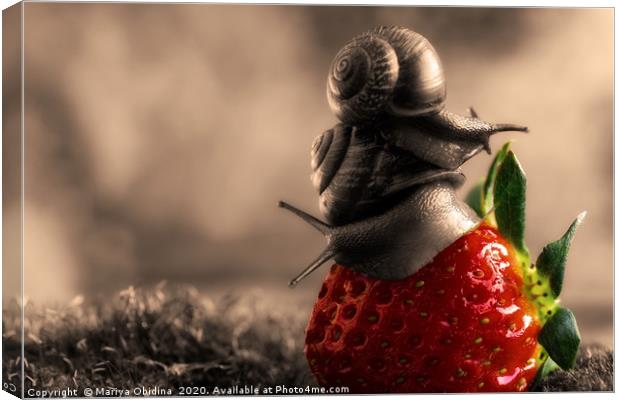 Strawberry accent on black and white photography. Canvas Print by Mariya Obidina