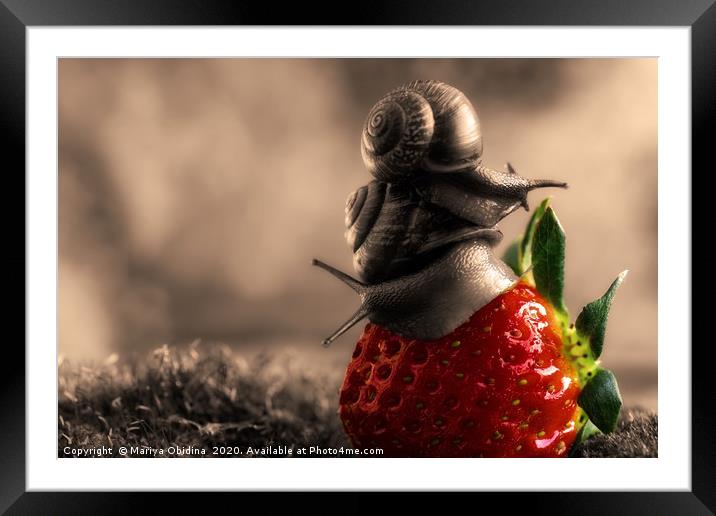 Strawberry accent on black and white photography. Framed Mounted Print by Mariya Obidina