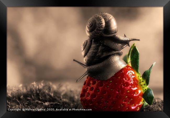 Strawberry accent on black and white photography. Framed Print by Mariya Obidina