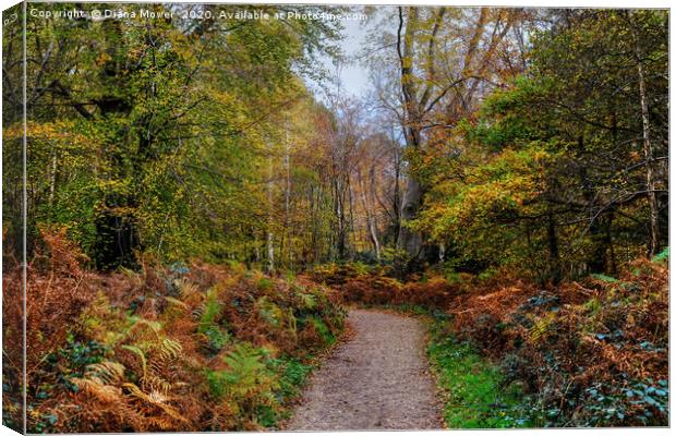 Epping Forest Trail Canvas Print by Diana Mower