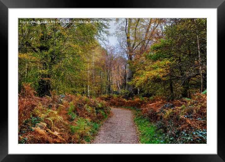 Epping Forest Trail Framed Mounted Print by Diana Mower
