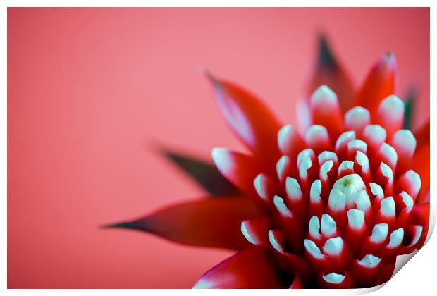 Red Hope Print by DiFigiano Photography