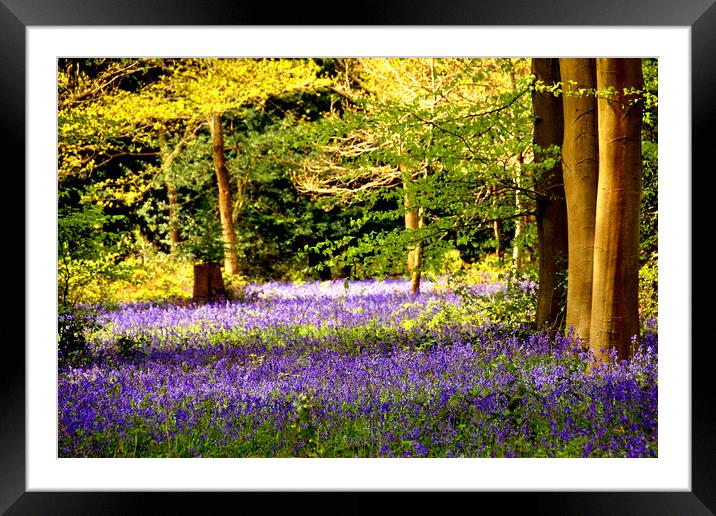 Bluebell Woods Basildon Park Reading Framed Mounted Print by Andy Evans Photos