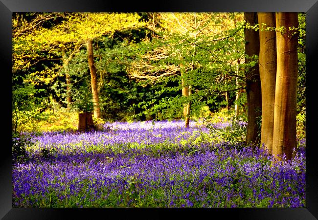 Bluebell Woods Basildon Park Reading Framed Print by Andy Evans Photos