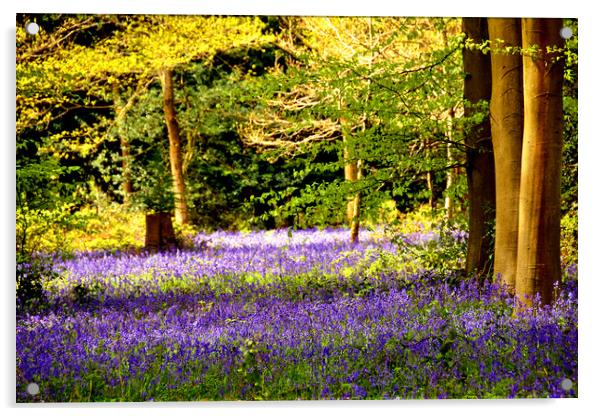 Bluebell Woods Basildon Park Reading Acrylic by Andy Evans Photos