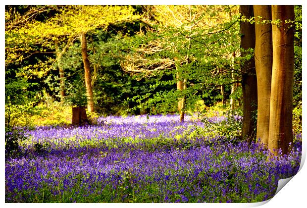 Bluebell Woods Basildon Park Reading Print by Andy Evans Photos