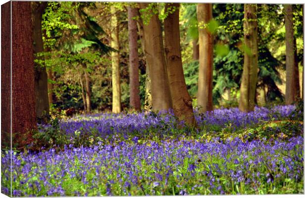 Bluebell Woods Basildon Park Reading Canvas Print by Andy Evans Photos
