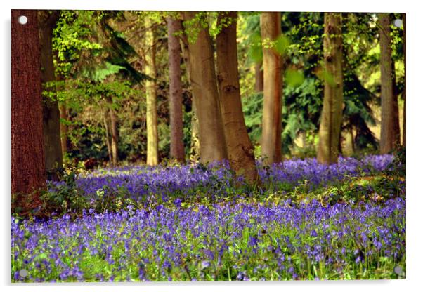 Bluebell Woods Basildon Park Reading Acrylic by Andy Evans Photos