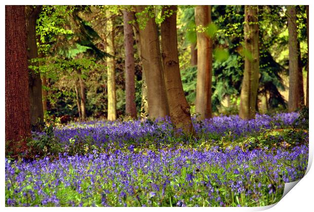 Bluebell Woods Basildon Park Reading Print by Andy Evans Photos