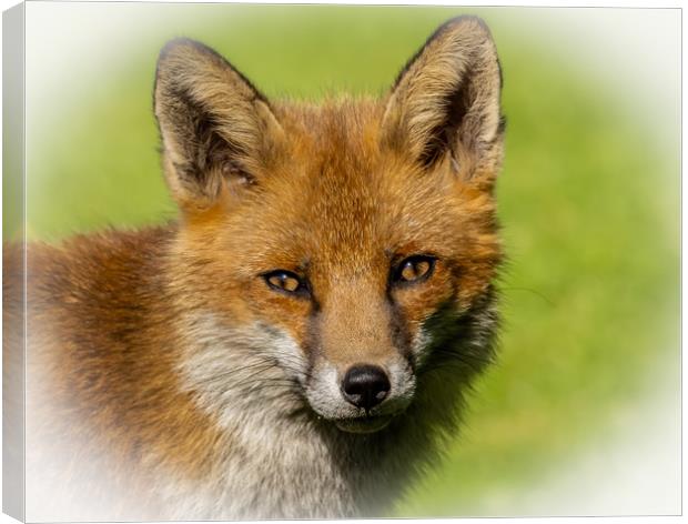 Red Fox  Canvas Print by Colin Allen