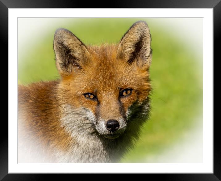Red Fox  Framed Mounted Print by Colin Allen