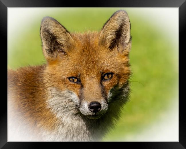 Red Fox  Framed Print by Colin Allen