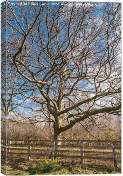 Copper Beech Silhouette Canvas Print by Richard Laidler