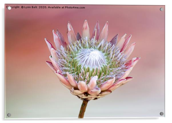 Protea Acrylic by Lynn Bolt
