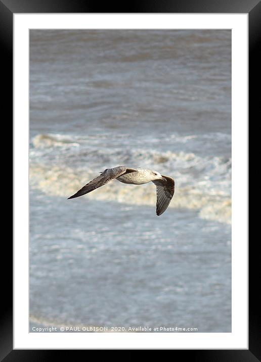 Seagull in flight Framed Mounted Print by PAUL OLBISON
