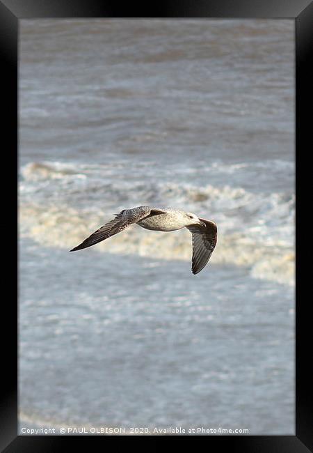 Seagull in flight Framed Print by PAUL OLBISON