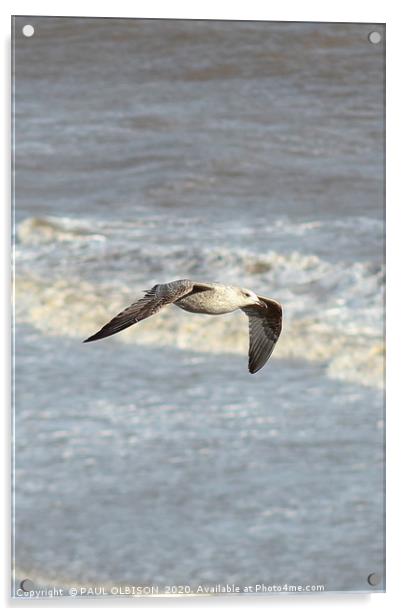 Seagull in flight Acrylic by PAUL OLBISON