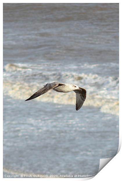 Seagull in flight Print by PAUL OLBISON