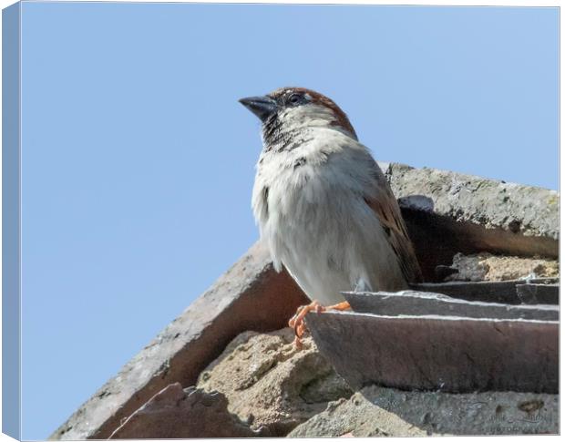 House Sparrow Canvas Print by Jonathan Thirkell