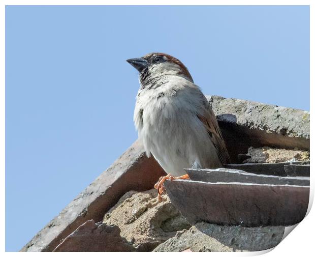 House Sparrow Print by Jonathan Thirkell