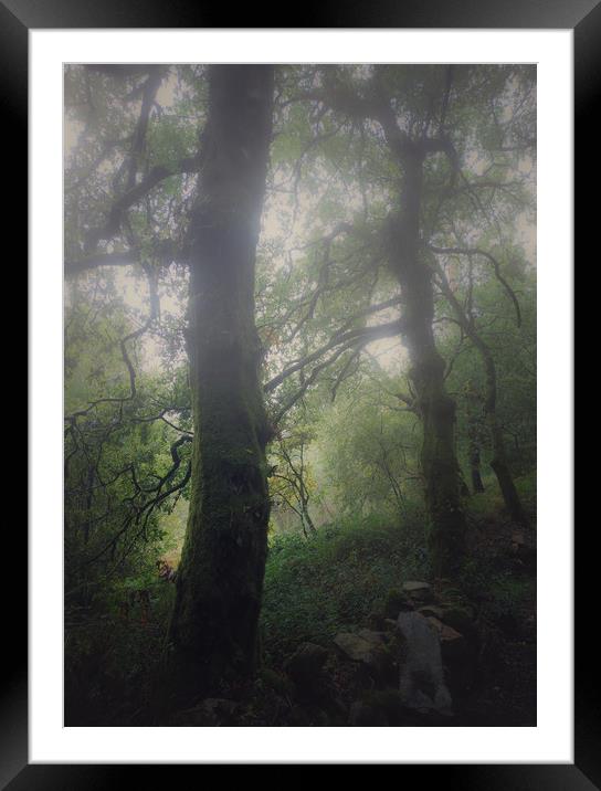 Foggy forest Framed Mounted Print by Larisa Siverina