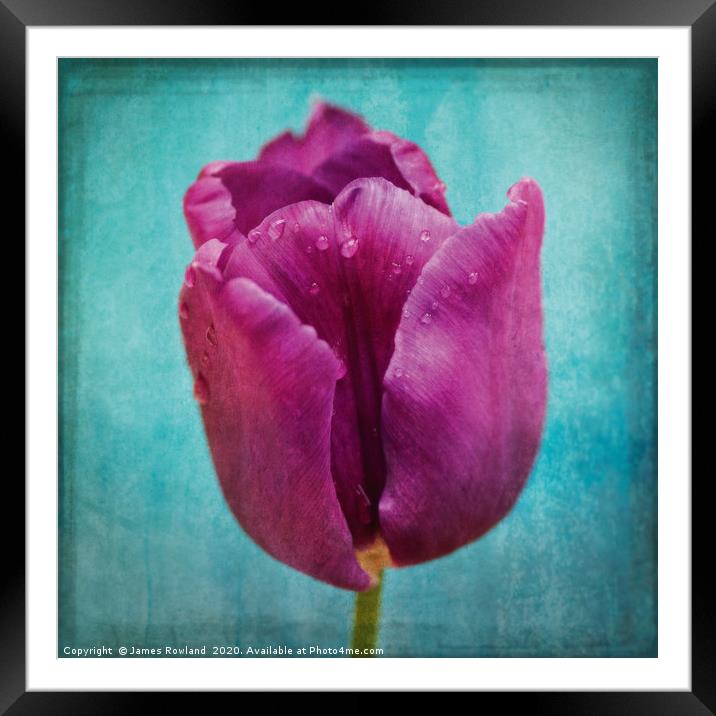 Purple delight Framed Mounted Print by James Rowland