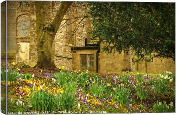 "Spring flowers at St.Edmunds" Canvas Print by ROS RIDLEY