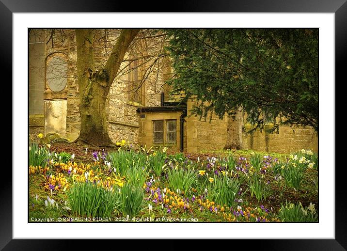 "Spring flowers at St.Edmunds" Framed Mounted Print by ROS RIDLEY