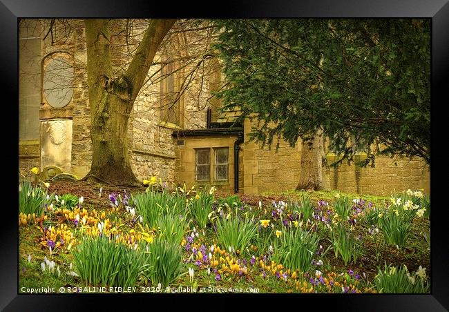"Spring flowers at St.Edmunds" Framed Print by ROS RIDLEY