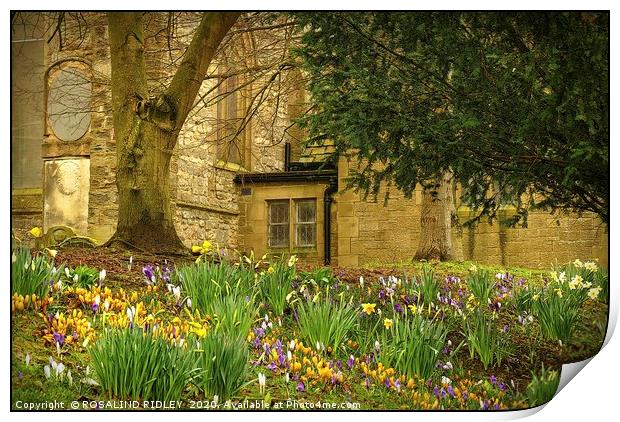 "Spring flowers at St.Edmunds" Print by ROS RIDLEY