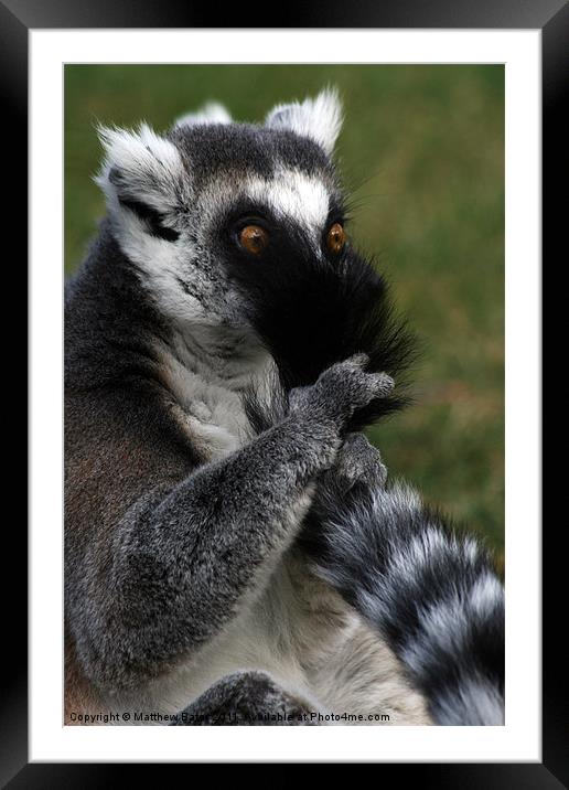 Naughty Lemur Framed Mounted Print by Matthew Bates