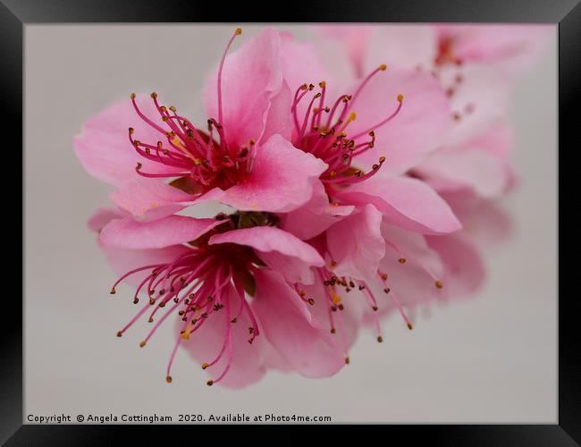 Pink Peach Blossom Framed Print by Angela Cottingham