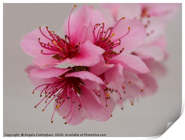Pink Peach Blossom Print by Angela Cottingham