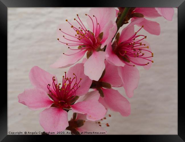 Pretty Pink Peach Blossom Framed Print by Angela Cottingham