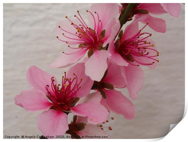 Pretty Pink Peach Blossom Print by Angela Cottingham