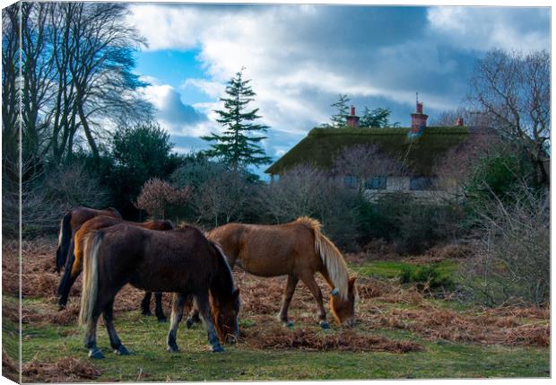 New forest ponies Canvas Print by Paul Collis