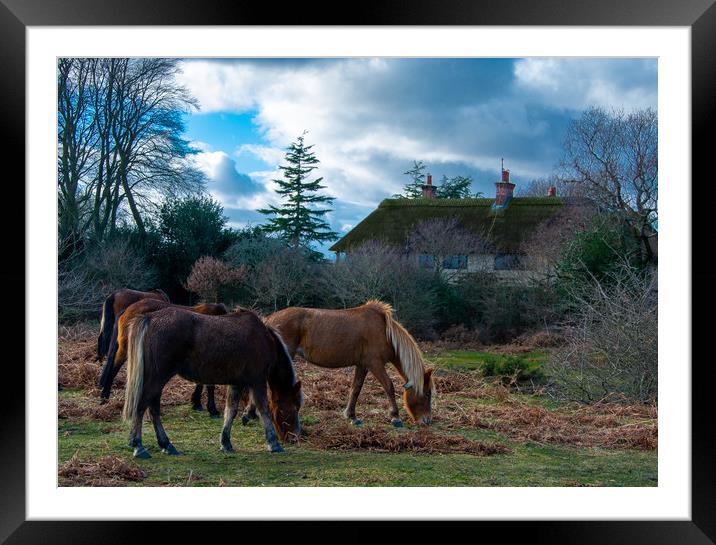 New forest ponies Framed Mounted Print by Paul Collis