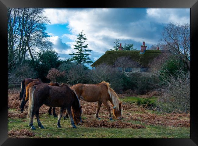 New forest ponies Framed Print by Paul Collis