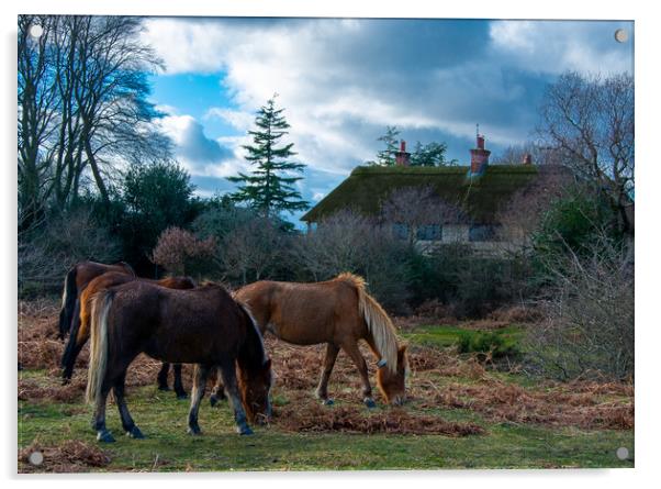 New forest ponies Acrylic by Paul Collis